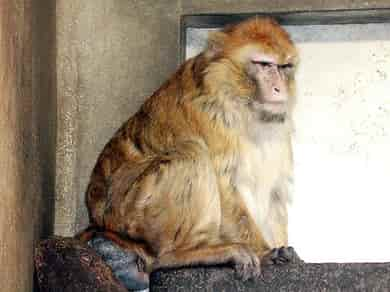 動物図鑑・バーバリーマカク